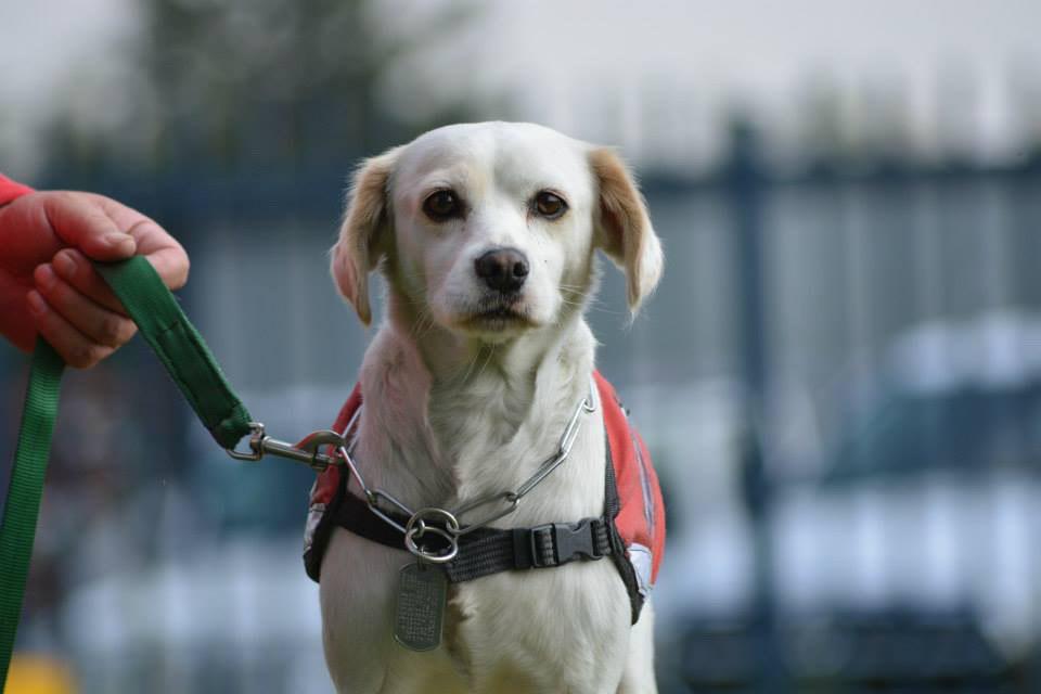 Conoce a los héroes peludos de la UNAM