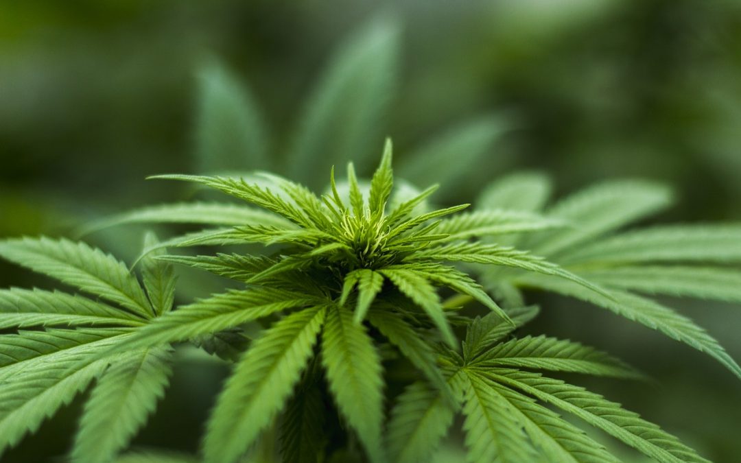 La marihuana y sus efectos en el cuerpo humano