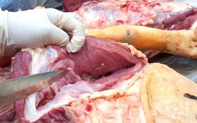 ¿Qué es realmente la Cisticercosis?