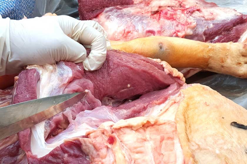 ¿Qué es realmente la Cisticercosis?