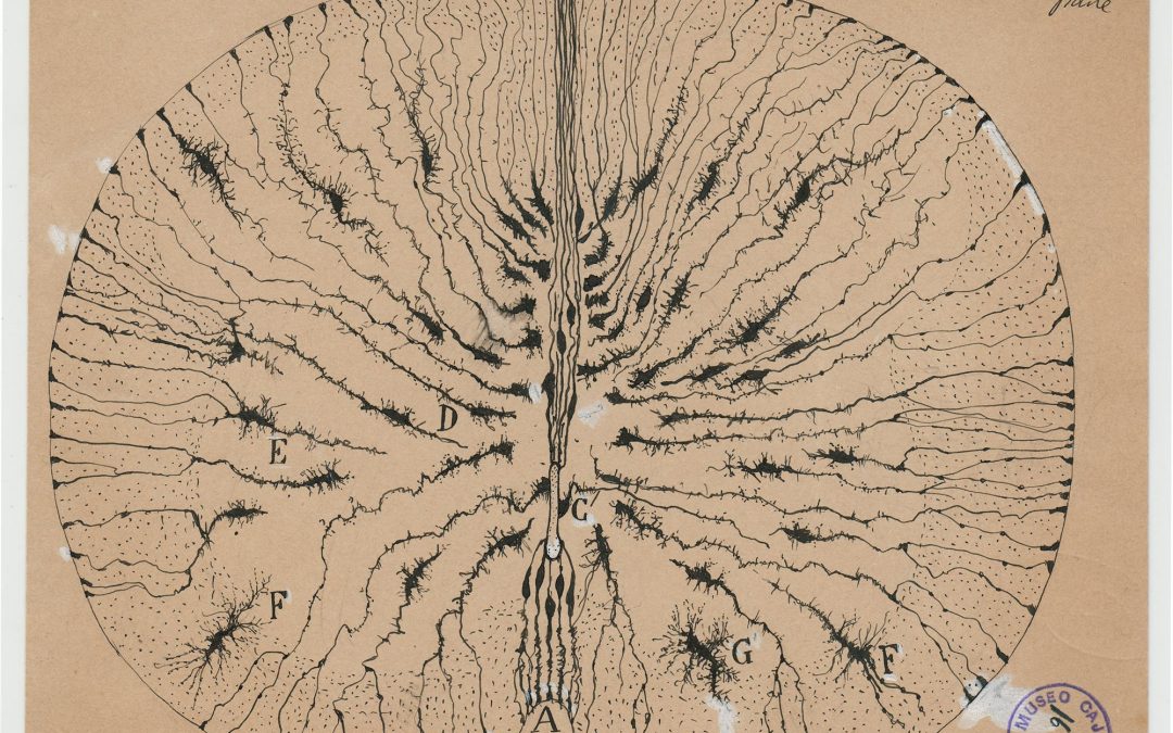 9 datos que no sabías sobre tu cerebro