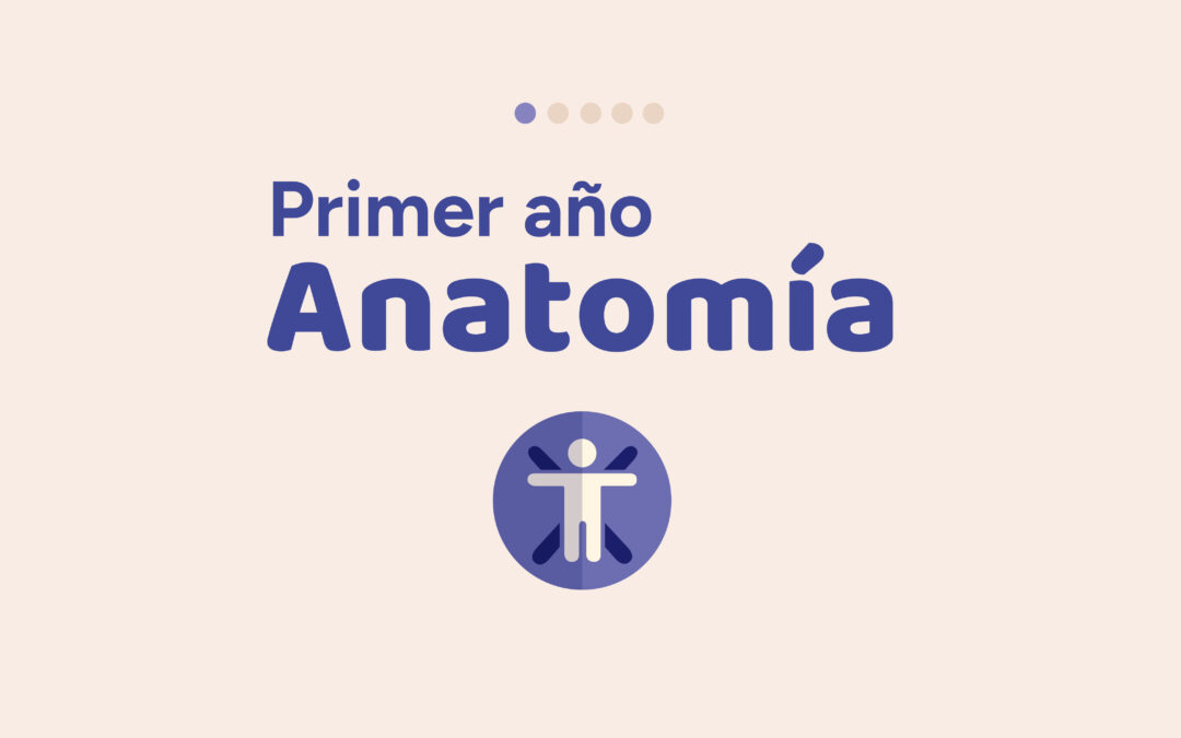 Primer Año Anatomía